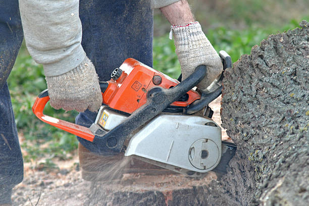 How Our Tree Care Process Works  in  Ephraim, UT